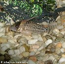 corydoras001.jpg