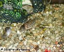 corydoras002.jpg