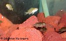 Les alevins cichlids africains