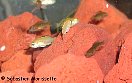 Les alevins cichlids africains