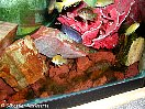 Les aquariums de cichlids africains