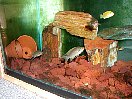 Les aquariums de cichlids africains