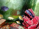 Les aquariums de cichlids africains