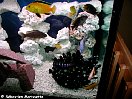 Les aquariums de cichlids africains