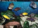 Les aquariums de cichlids africains