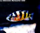 haplochromis obliquidens