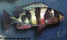 haplochromis obliquidens