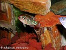 hemichromis bimaculatus