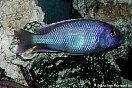 Les hybrides de cichlids africains