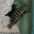 julidochromis marlieri