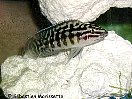 julidochromis marlieri