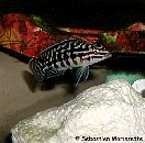 julidochromis marlieri