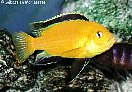 labidochromis caeruleus