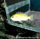 labidochromis caeruleus