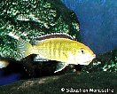 labidochromis caeruleus