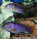 Labidochromis kipuma