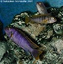 Labidochromis kipuma