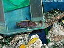 Labidochromis kipuma