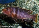 Labidochromis kipuma