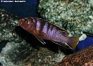 Labidochromis kipuma