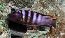 Labidochromis kipuma