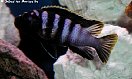 Labidochromis kipuma