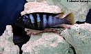 Labidochromis kipuma