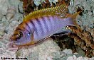 Labidochromis kipuma