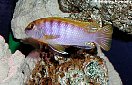 Labidochromis kipuma