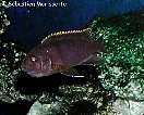 Labidochromis kipuma